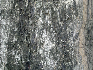 Old tree skin
