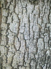 Old tree skin