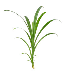 Pandan Leaves on white background