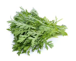 Chrysanthemum coronarium on white background