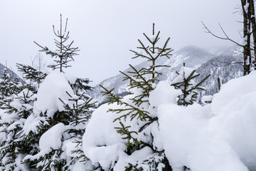 Tannen unter Schneeschicht