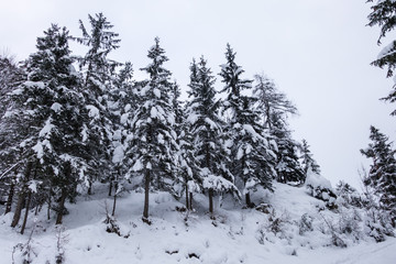 Winterlicher Tannenwald