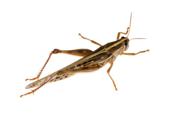 Locust isolated on white background