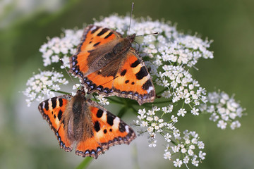 Obraz premium Small tortoiseshell butterflies