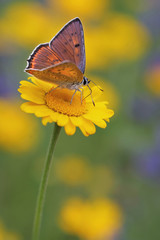 Closeup butterfly on flower - perfect macro view