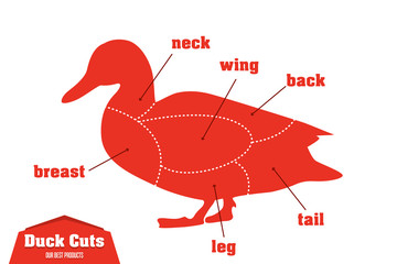 Duck cuts infographic set of meat parts, vector