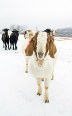 Lop-eared  goat on background herd  on a snowy field