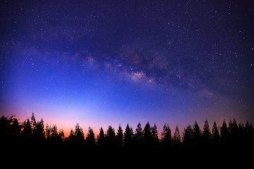 Beautiful milky way and silhouette of pine tree on a night sky b
