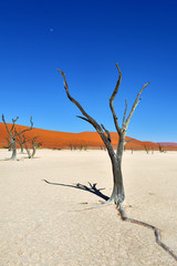 Deadvlei, Sossusvlei. Namibia