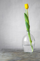 bunch of tulips. spring concept