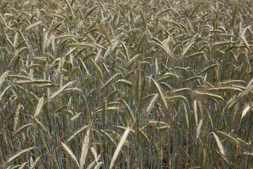 Wheat ears in the field