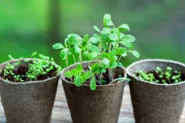 green grass with dew