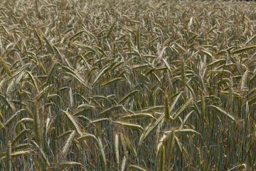 Wheat ears in the field