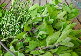 Frisch geerntete Kräuter im Eisenkorb 