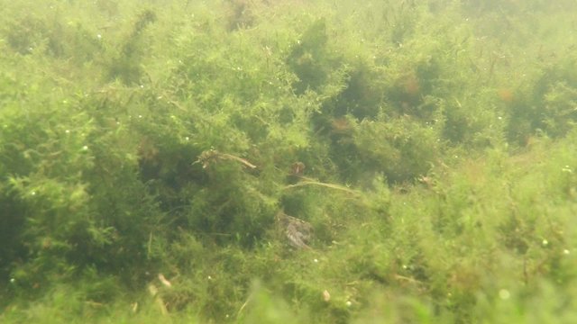 Entrenched in The Thickets of Seaweed Alone Newt, Whose Form is Listed in The Red Book