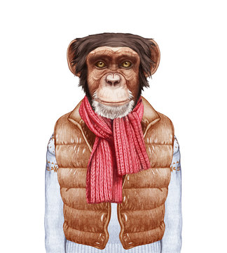 Animals as a human. Portrait of Monkey in down vest, sweater and scarf. Hand-drawn illustration, digitally colored.