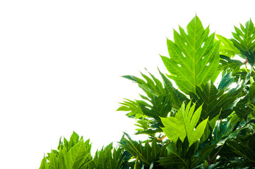 Fototapeta premium leaves with isolate