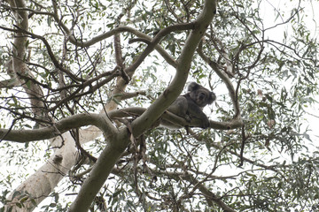 Oso Koala en la copa de un árbol de eucalipto, Great ocean road, Australia