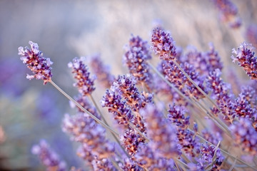 Soft focus on beautiful lavender flowers