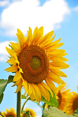 Sunflower (Helianthus) and blue sky