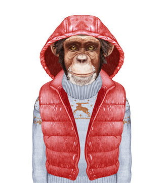 Animals as a human. Portrait of Monkey in down vest and sweater. Hand-drawn illustration, digitally colored.