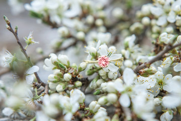 Wedding or engagement ring. The wooden surface, spring flowers.