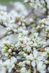 Wedding or engagement ring. The wooden surface, spring flowers.
