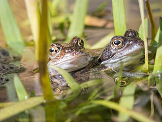 Two frogs mating