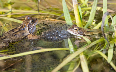 Two frogs mating