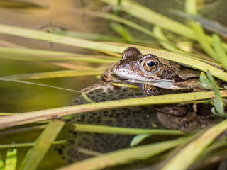 Frog and her spawn