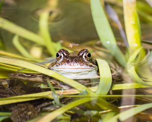 Frog in pond and mosquito