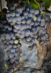 Close up of blue Grapes and green leafs
