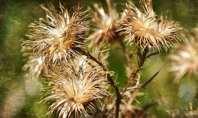 Close up of dried up wild flowers