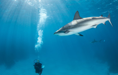 Caribbean reef shark