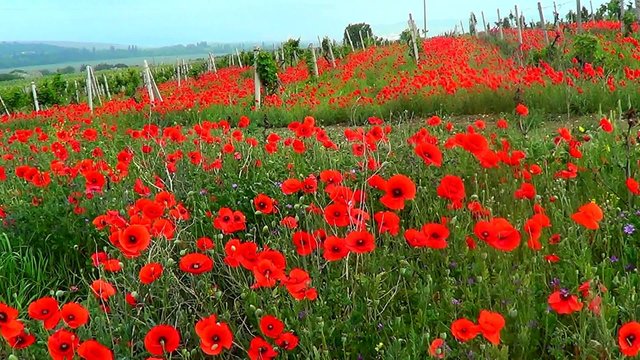 Red poppies on vineyard, landscape recorded in region Crimea, Ukraine