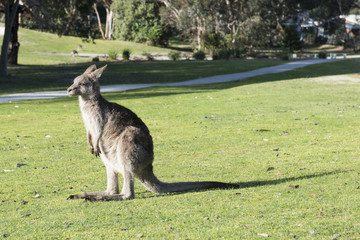 Primer plano de un canguro en un campo. Australia