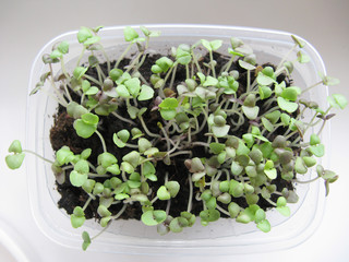 Sprouts of a basil grow in container close up