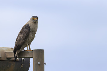 街頭にとまるカンムリワシ　その3
