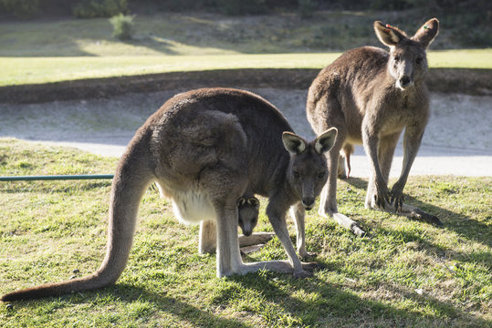Familia de canguro en un campo de golf, Australia