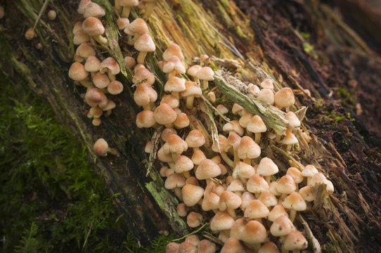 Sulphur Tuft fungus, Hypholoma fasciculare, growing on a dead stump in Mabie Forest, Dumfries, Scotland