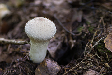 Mushroom puffballs on the forest glade. Selective focus.
