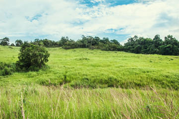 Fototapeta na wymiar Heavy dew fills this prairie tall grass scene