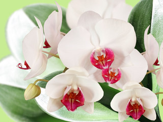 Fototapeta na wymiar Orchid flower 