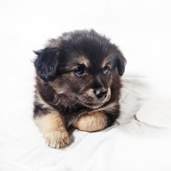 Cute black puppy dog on light background.