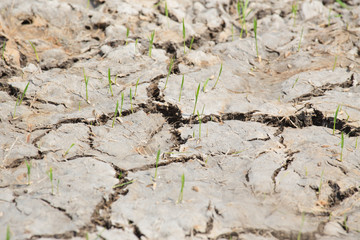 group of rice sprouts on cracked earth in rice field