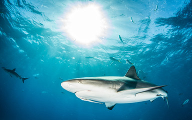 Caribbean reef shark