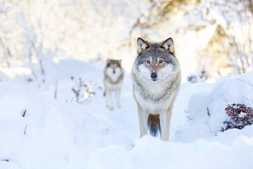 Obraz premium Two wolves in cold winter forest