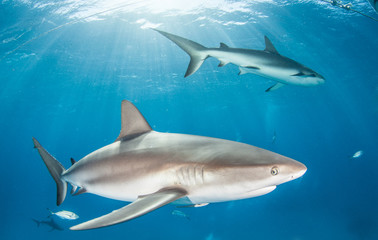 Caribbean reef shark