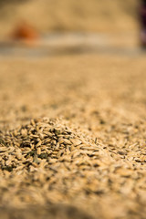 Rice drying in the vietnamese sun 