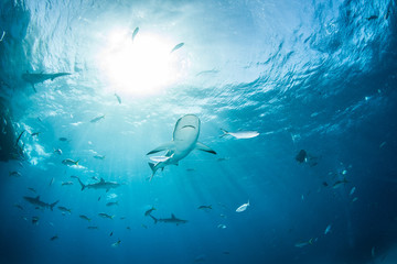 Caribbean reef shark